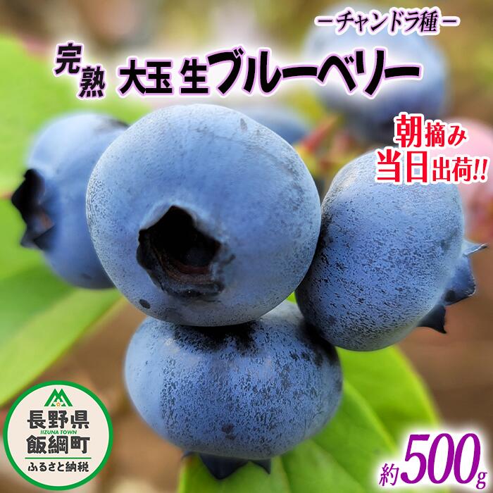 【ふるさと納税】 朝摘み 完熟 ブルーベリー 大玉 500g 井澤農園 配送先は本州限定 令和7年度収穫分 長野県 飯綱町 〔 信州 果物 フルーツ ベリー 長野 14000円 予約 農家直送 〕発送時期：2025年7月中旬～2025年9月上旬