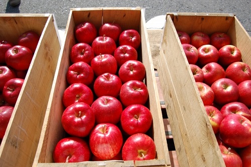 ふるさと納税 除草剤 飯綱町 ふるさと納税 発送j 21年10月中旬 食品 長野 先行予約 家庭用 フルーツ 沖縄および離島への配送不可 シナノスイート シナノスイートは酸味が少なく甘くて果肉は柔らかめで多汁 香りが良く風味豊かなりんごです りんごをあまり