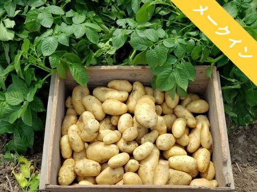 ふるさと納税 以後予約 信州生成 じゃがいも メーク人宿 10kg 送り届ける此れからは本州指定 長野県 飯綱村巷 信州 野菜 ポテト じゃが 送出す 21一年8月色下旬 ふるさと納税 メークイン は穏やかとした食感で煮くずれが小さいのが肌合いです Maxtrummer Edu Co