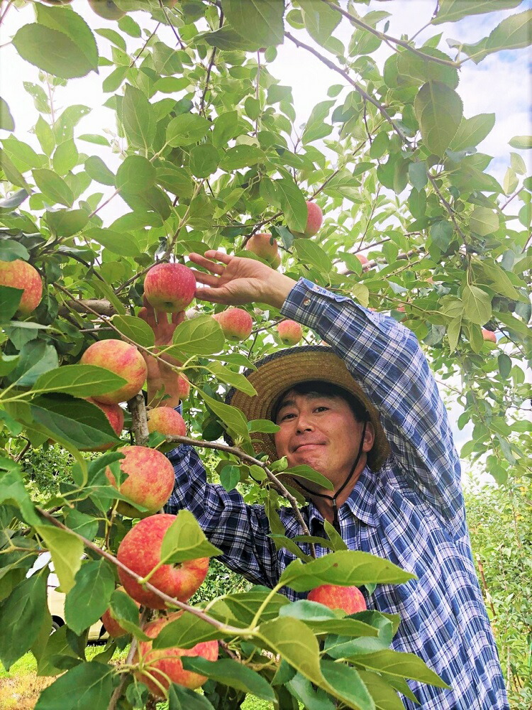 【ふるさと納税】【令和4年度収穫分】霧中育ち蜜入りサンふじ&シナノゴールド【家庭用】合計5kg味比べセットサイズおまかせ井澤農園エコファーマー認定減農薬栽培化学肥料不使用長野県【果物りんごリンゴ林檎信州】発送:2022年11月下旬〜