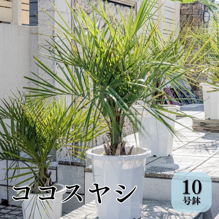 ココスヤシ 大株 高さ約120cm ココスヤシ 大株 高さ約120cm