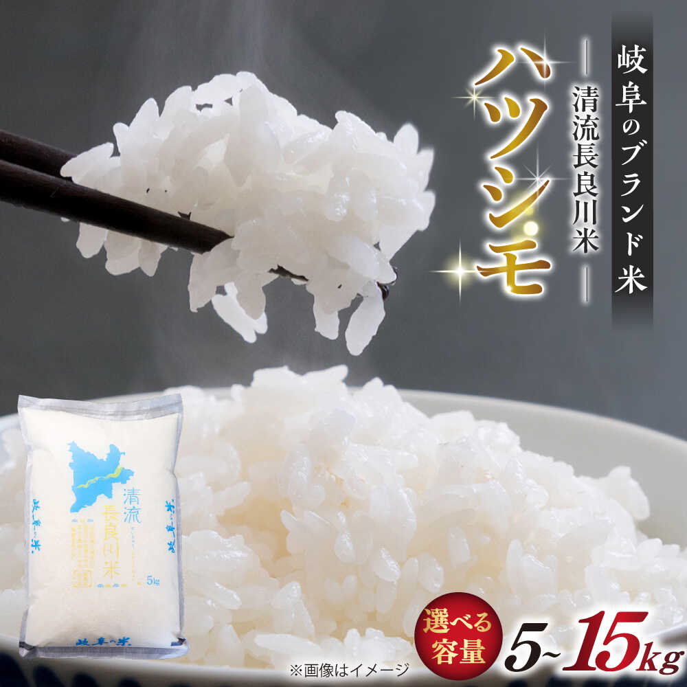 【ふるさと納税】【選べる容量】【R7年産】岐阜ハツシモ 名水100選に選ばれた長良川中流の水で育った「清流長良川米」 ハツシモ はしつも 長良川 清流米 すし飯 冷めても美味しい お米 米 こめ 白米 5kg 10kg 15kg 10キロ 岐阜市/森ライス [ANCU003]