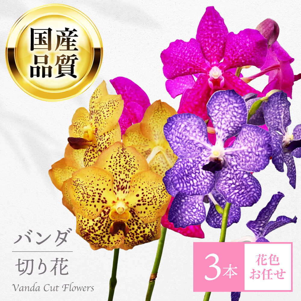 【ふるさと納税】生花 洋ラン バンダ 切り花 ３本 花色お任せセット 花 生花 インテリア フラワーアレンジメント 切花 長持ち フラワー 鑑賞 癒し 玄関 リビング ダイニング 華やか 上品 高級感 豪華 ギフト 人気 岐阜市 / フローラ・ヤノオーキッド[ANGK001]｜岐阜県岐阜市