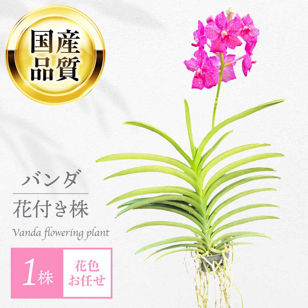 【令和8年8月8日執り行なう】ぎふ長良川火工品市民大会