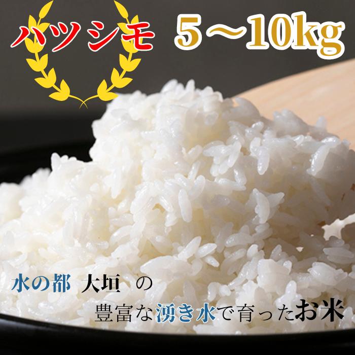 【ふるさと納税】≪令和6年度産≫ハツシモ５kg～10kg　～水の都大垣の豊富な湧き水で育ったお米 ～ 新米 ごはん 白米