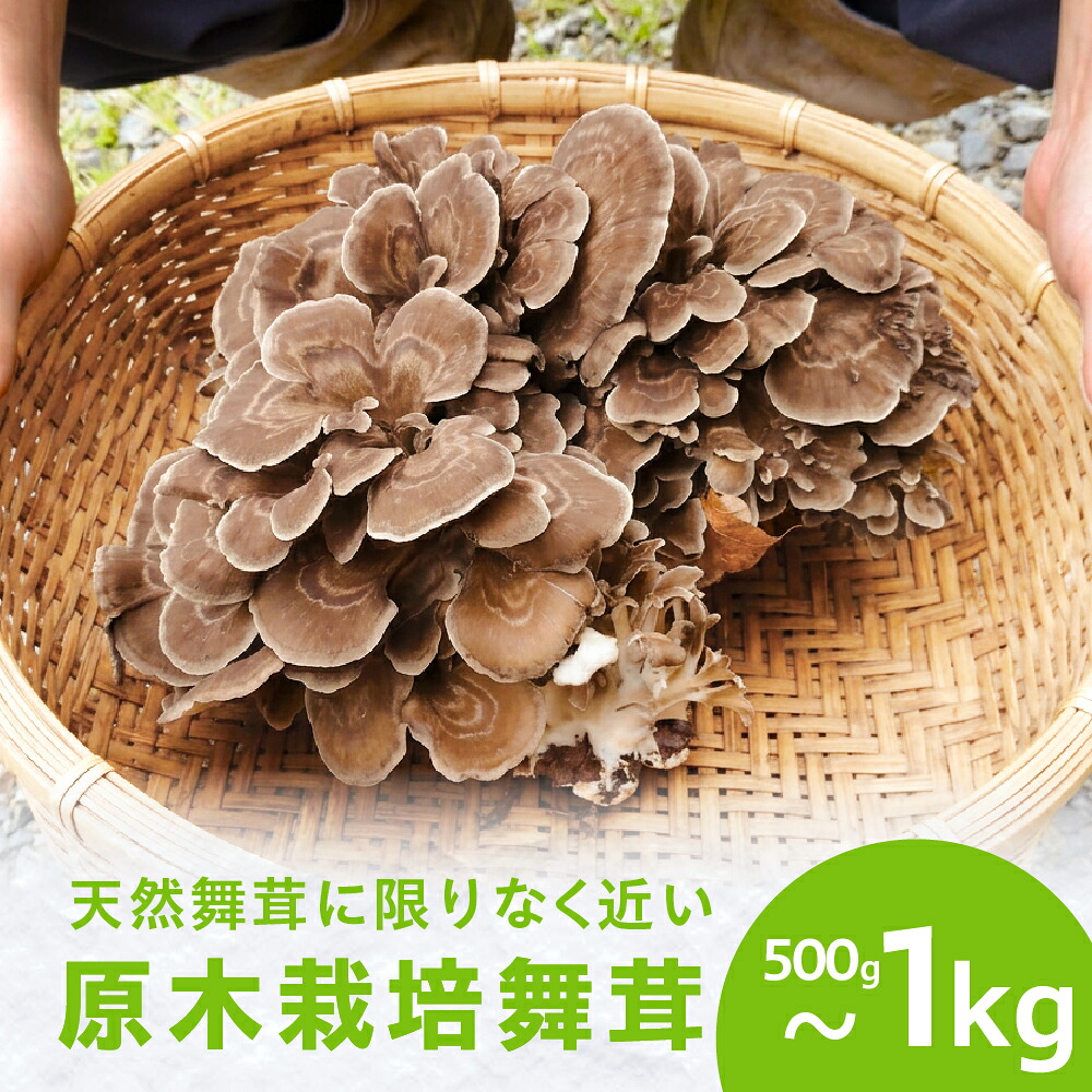 【ふるさと納税】【9~10月発送】原木栽培舞茸1kg | 舞茸 まいたけ 国産 野菜 やさい きのこ 菌床栽培 原木栽培 天ぷら 炊き込みご飯 飛騨高山 amrita農園 KM002 KM003|岐阜県高山市
