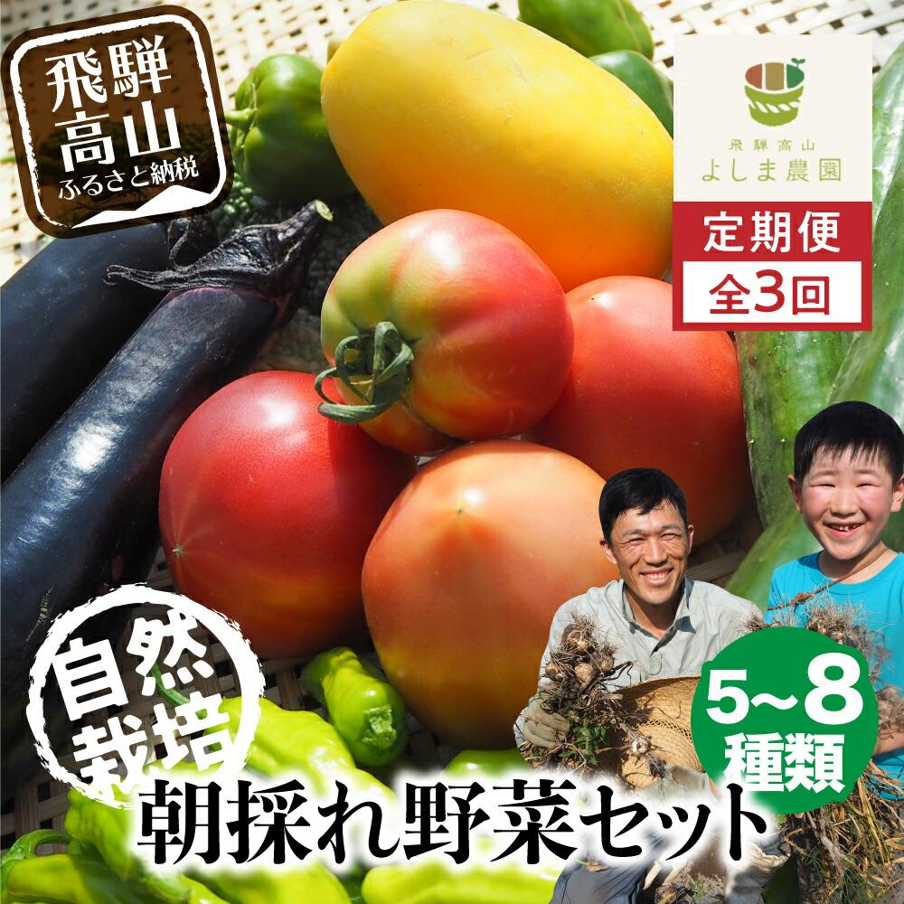 【ふるさと納税】【先行予約】【野菜定期便 7～11月のうち3ヶ月間（全3回）】 朝採れ 野菜セット 5～8種 | 自然栽培 おまかせ トマト ナス キュウリ ゴーヤ オクラ ネギ ししとう 冬瓜 ジャガイモ 玉ねぎ 飛騨高山 よしま農園 CK100