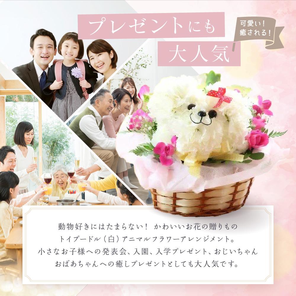 【ふるさと納税】アニマルフラワーアレンジメント トイプードル（白） | 花 カーネーション ギフト お祝い 犬 フラワー 生花 プレゼント 可愛い インテリア 飛騨高山 下出生花店 BB001 | フラワー 植物 プラント 人気 おすすめ 送料無料