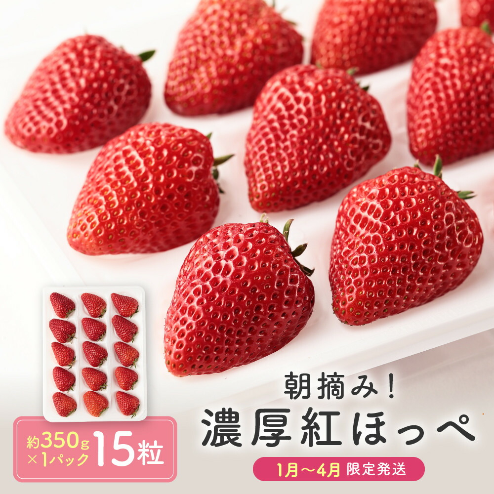 【ふるさと納税】【いちご15粒】朝摘み! 濃厚紅ほっぺ 約350g×1パック（数量限定／先行予約／1月～4月発送）| いちご フルーツ 甘い おいしい ハウス栽培 飛騨高山 m BerryFarm KL004
