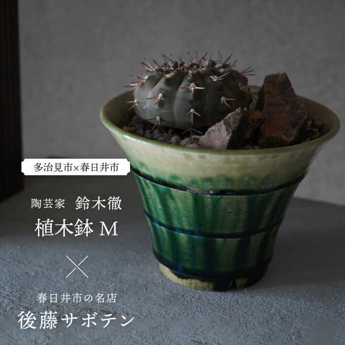 【ふるさと納税】多治見市×春日井市コラボ 【美濃焼】 陶芸家「鈴木徹」 植木鉢 M × 【日本有数のサボテンの生産地】 春日井市の名店 後藤サボテン 【井澤コーポレーション】[TBP179]