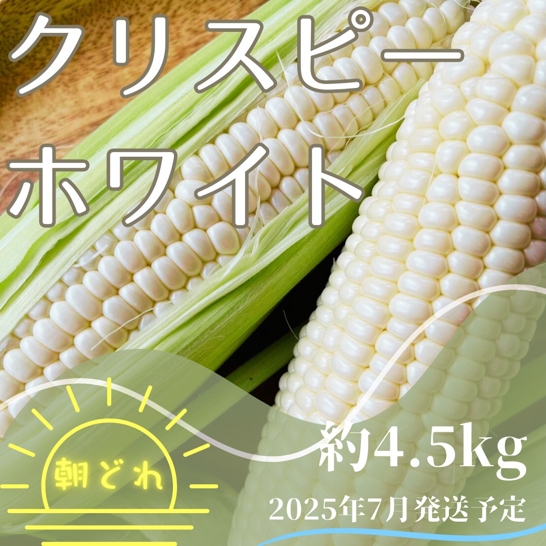 【ふるさと納税】『バナナマンの早起きせっかくグルメ!!』で紹介されました！【先行予約】白い とうもろこし 朝採れ クリスピー ホワイト 4.5kg 約 10本 ～ 12本 新鮮 生トウモロコシ コーン 野菜 甘い 採れたて 送料無料 岐阜県 中津川市 F4N-0456