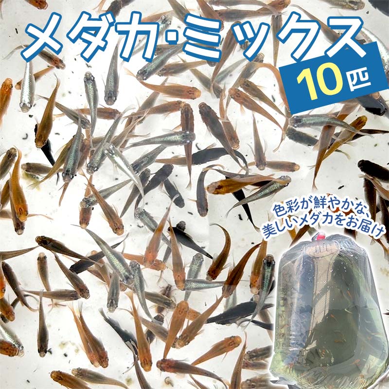 【ふるさと納税】メダカ・ミックス 10匹 F4N-1708｜岐阜県中津川市
