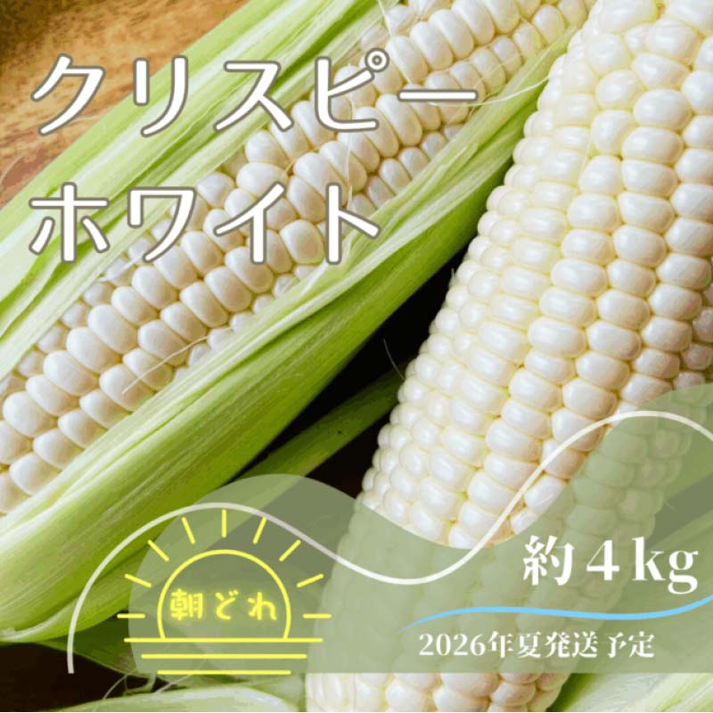 【ふるさと納税】【2026年夏発送予約】サクッとはじける、上品な甘さ中津川産プレミアム クリスピーホワイト 4kgセット 朝採り 即日冷蔵発送／数量限定　『バナナマンの早起きせっかくグルメ!!』で紹介されました！ F4N-2368