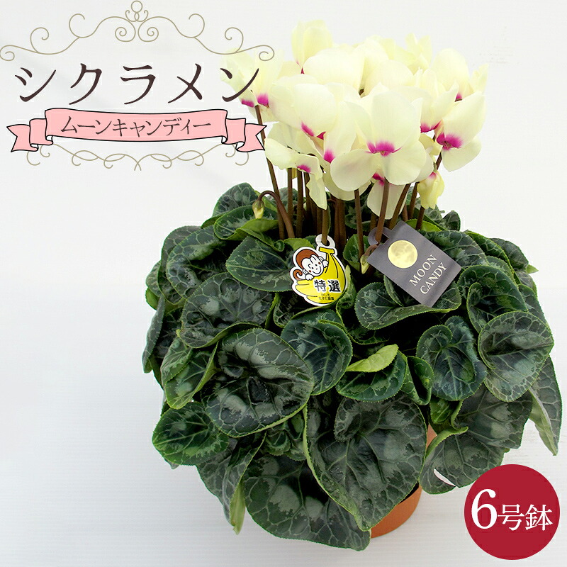 【ふるさと納税】シクラメン「ムーンキャンディー」6号鉢（18cm） ますだ農園 【お届け：11月～12月】 F4N-2806｜岐阜県中津川市 12,480円