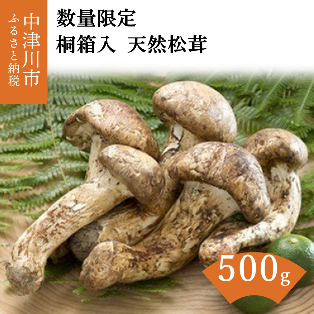 厳選天然松茸 500g 松茸ご飯、焼き松茸、土瓶蒸しなど 桐箱入 230001