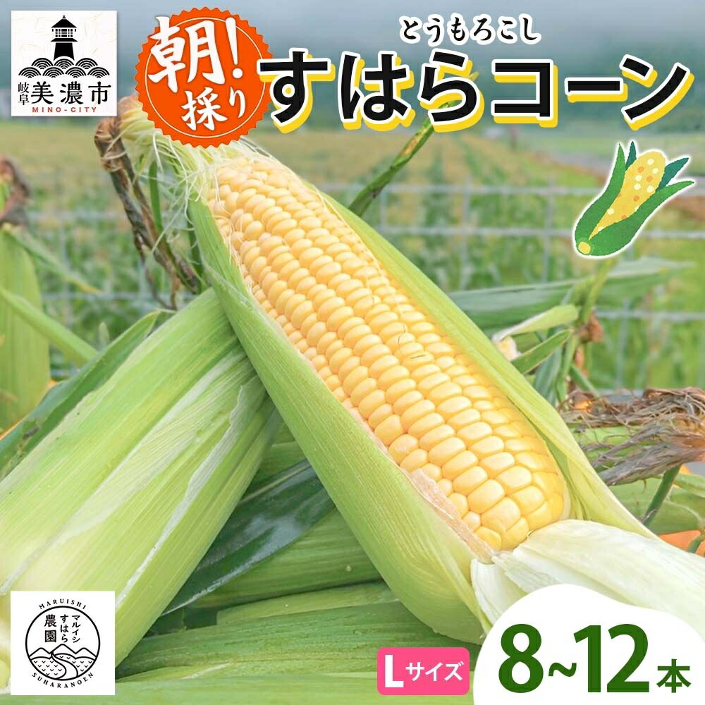 【ふるさと納税】朝採り とうもろこし すはらコーン 8～12本 トウモロコシ イエロー 玉蜀黍 コーン 野菜 旬 夏野菜 甘い 朝採れ 人気 自家用 ギフト 手土産 贈答用 お取り寄せ 産地直送 産直 送料無料 マルイシすはら農園 岐阜県 美濃市　お届け：2025年6月下旬～7月下旬