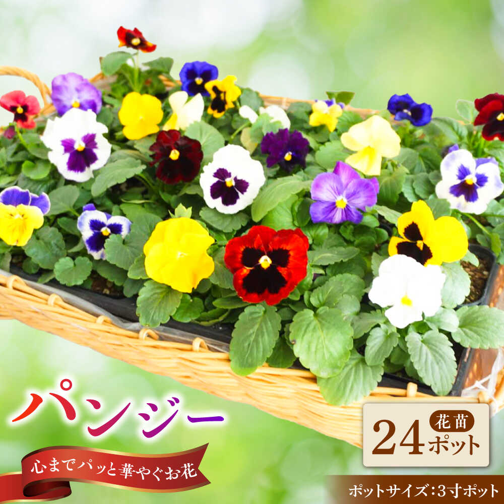 【ふるさと納税】【10月末より順次発送】 生産者直送！ パンジー 花苗 24ポットセット / 瑞浪市 中山園芸 苗 花 お花 生花 フラワー ガーデニング[AZDC009]