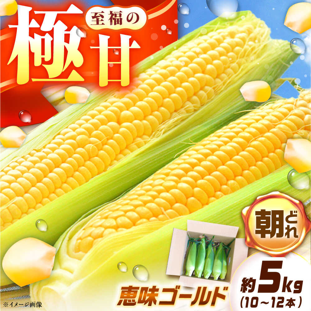 【ふるさと納税】【先行予約】【2025年7月から8月上旬に順次発送】とうもろこし 恵味ゴールド 約5kg(梱包込) / 野菜 やさい コーン / 恵那市 / 大島農園[AUEH001]