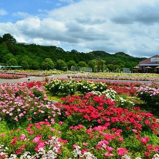 楽天市場 ふるさと納税 花フェスタ記念公園入園券セット パスポート１枚 500円分の金券２枚 岐阜県可児市