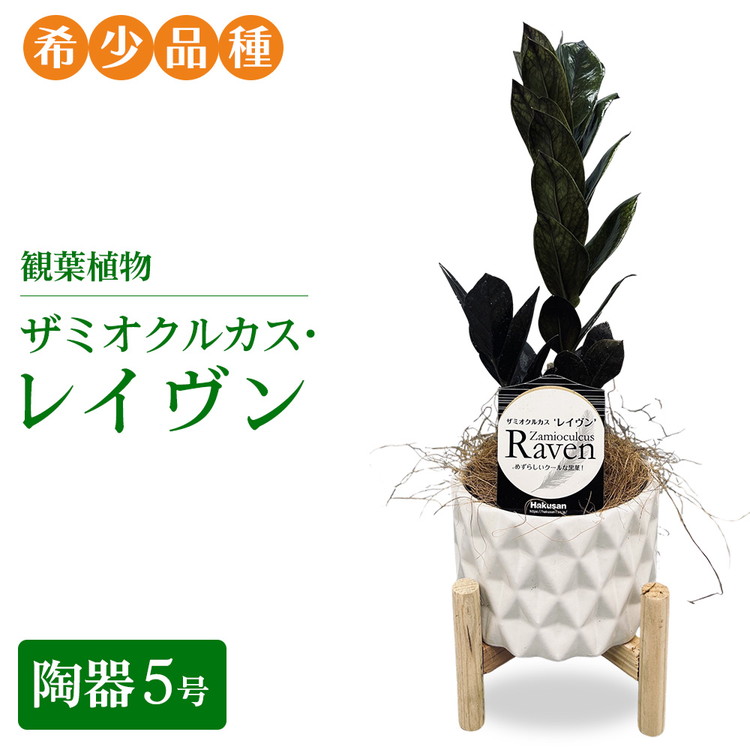 【ふるさと納税】観葉植物 ザミオクルカス・レイヴン　陶器5号【希少品種！】| 観葉植物 ザミオ インテリア 鉢つき おしゃれ インテリアグリーン 癒し リラックス プレゼント ギフト 誕生日 お祝い 希少 岐阜 瑞穂市 はなのかファーム｜岐阜県瑞穂市