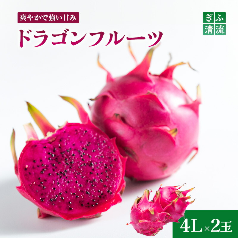 【ふるさと納税】養本社のドラゴンフルーツ　4Lサイズ2個入 果物詰合せ 　お届け：2025年6月中旬より順次発送