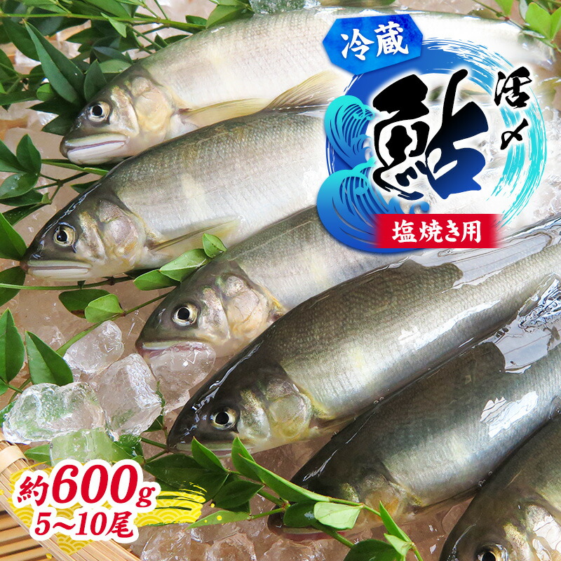 【ふるさと納税】【先行予約】塩焼き用 活〆鮎 約600g （5尾～10尾）| 鮎 あゆ アユ 魚介 魚 川魚 塩焼き 鮎めし 雑炊 おかず 簡単 お手軽 岐阜県 瑞穂市 ※北海道・沖縄・離島への配送不可 ※2026年7月上旬～9月中旬頃に順次発送予定