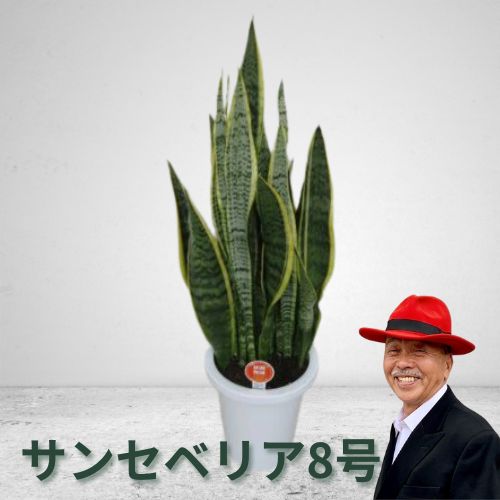 【ふるさと納税】サンセベリア8号 植物 観葉植物 グリーンインテリア 緑 　お届け：2週間～1か月程度でお届け予定です。