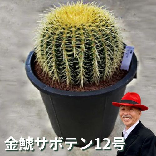 【ふるさと納税】金鯱サボテン12号 植物 グリーンインテリア 緑 さぼてん村 サボテンの王様 癒し 玄関 リビング 自室 トイレ 　お届け：2週間～1か月程度でお届け予定です。｜岐阜県瑞穂市
