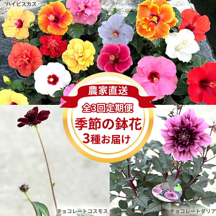 ?継続期間押さえるでごお引き回し中！スペシャルデイズ