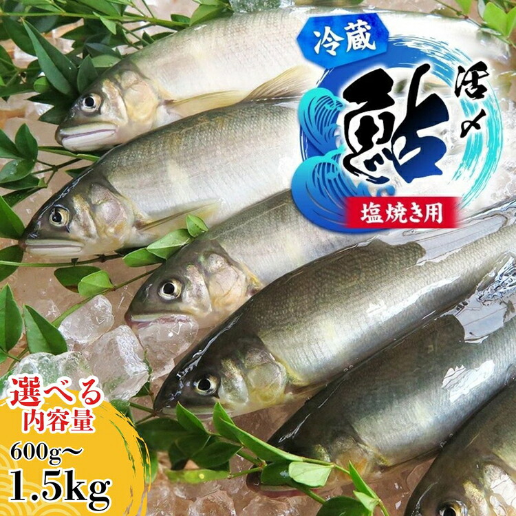 【楽天市場】【ふるさと納税】\選べる内容量/【先行予約】塩焼き用 活〆鮎 | 鮎 あゆ アユ 魚介 魚 川魚 塩焼き 鮎めし 雑炊 おかず 簡単 お手軽 岐阜県 瑞穂市 ※2026年7月〜発送:岐阜県瑞穂市