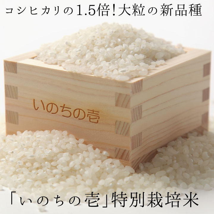 【ふるさと納税】《定期便》【10月からは新米に切替♪】 いのちの壱 5kg 12ヵ月 定期便 / 12回 定期 いのちの壱 特別栽培米 玄米 米 こめ コメ ご飯 12か月 定期 龍の瞳 品種 1年 計 60kg 60キロ 令和7年 令和8年 2025 2026 新米 [Q641x] どやな飛騨市｜岐阜県飛騨市