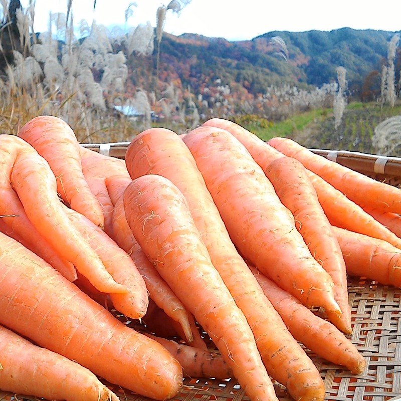 【楽天市場】【ふるさと納税】≪12月限定増量≫ジュース用無農薬人参（黒田五寸）洗い8.8kgゲルソン療法にもぜひご