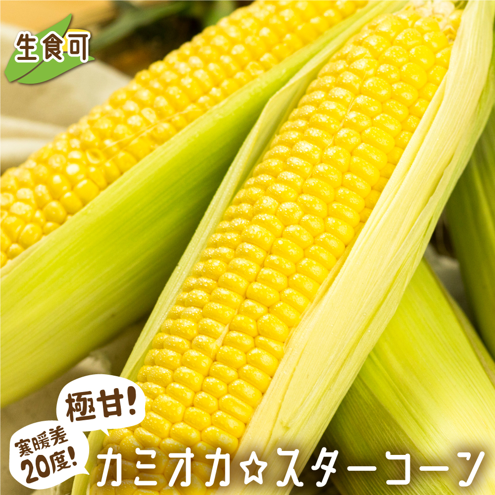 【ふるさと納税】《先行予約》まるでフルーツ！特別栽培 トウモロコシ 激甘！極旨のスーパースイート系トウモロコシ「カミオカスターコーン」 コーン とうもろこし 野菜 夏 贈答 ギフト 令和7年産   [B0107]12000円