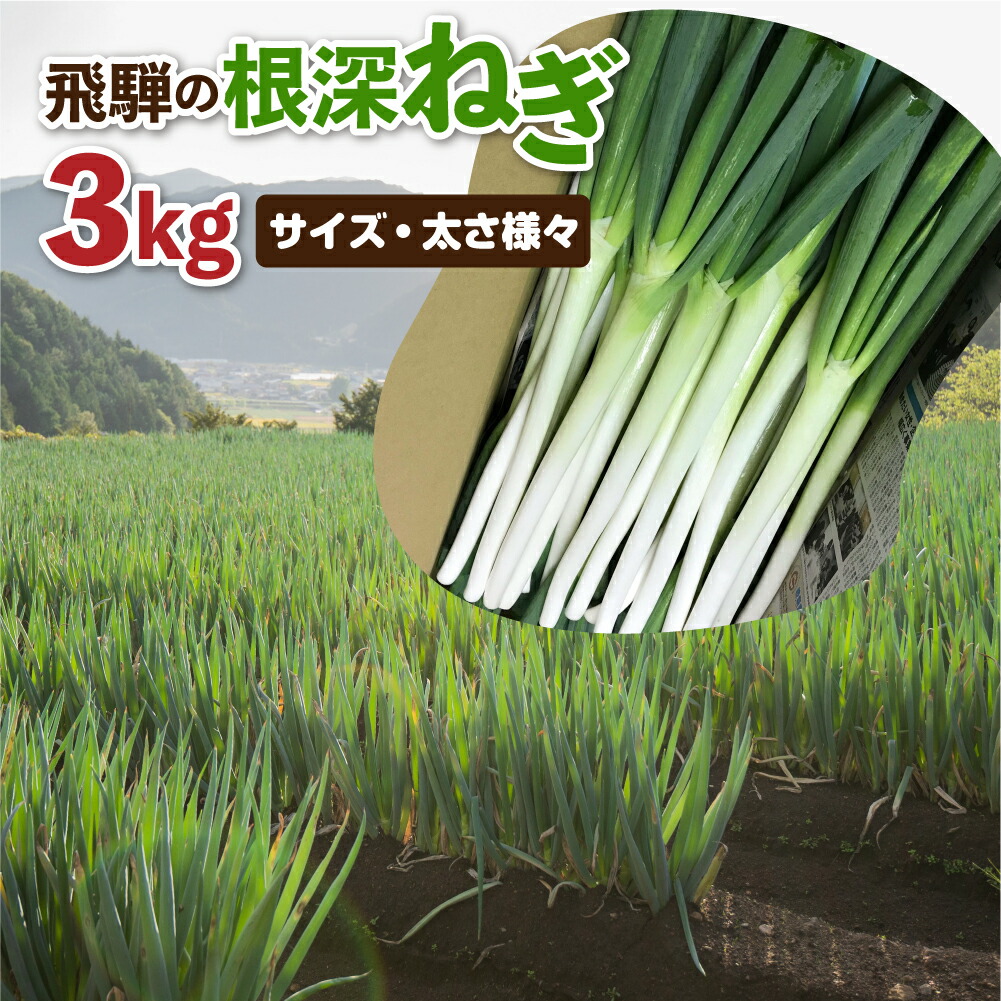 【ふるさと納税】《先行予約》飛騨の根深ねぎ 3kg 訳あり サイズ・太さ様々 訳アリ わけあり ワケアリ 不揃い 水村農園 飛騨産野菜 きれいな山の 水 で育つ 旬の野菜 野菜 白ねぎ ネギ 薬味 鍋 うどん そば に 産地直送 国産 飛騨市 [B0141]
