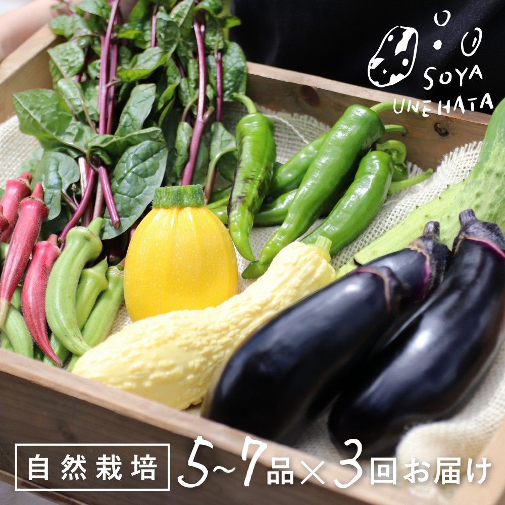 【ふるさと納税】《先行予約》《3回定期便》飛騨 野菜セット 5～7品 自然栽培 野菜BOX 3回お届け  定期便 お楽しみ ソヤ畦畑 旬野菜 夏野菜 ピーマン ナス きゅうり オクラ ズッキーニ[Q242x]30000円 3万円