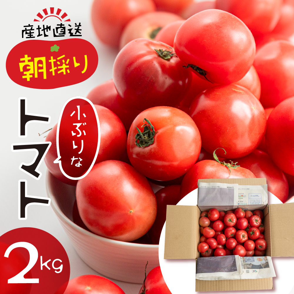 【ふるさと納税】大容量 トマト 2kg 選べる 令和7年産 先行予約 受付 大玉トマト の 小ぶり サイズ おまかせ 不揃い 訳あり 訳アリ 野菜 岐阜県産 本巣市 朝採り 産地直送 新鮮 期間 数量限定 常温 ポットファクトリー  美味しい おすすめ   [mt482] 【24ch】