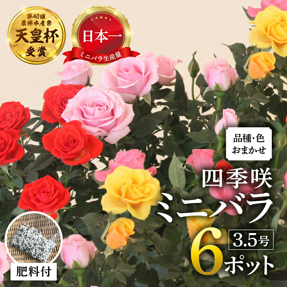 【ふるさと納税】産地直送 おまかせミニバラ6鉢詰め合わせ [11月～4月 お届け] 品種おまかせ 訳あり 訳アリ 四季咲き ミニバラ 花 家庭菜園 生産量 日本一 3.5号鉢 ポット苗 肥料付 ※沖縄 離島配送不可 薔薇 セントラルローズ [mt1547] 10000円 1万｜岐阜県本巣市