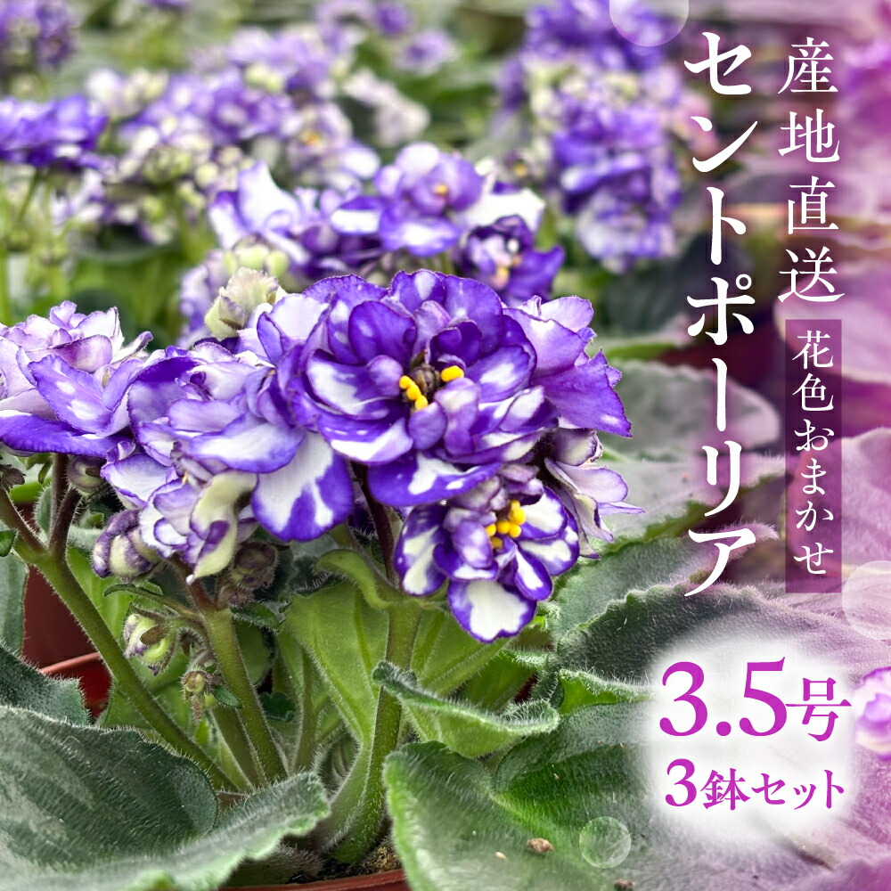 楽天市場】ミニセントポーリア セトコ カラーミックス 2.5号 7.5cm