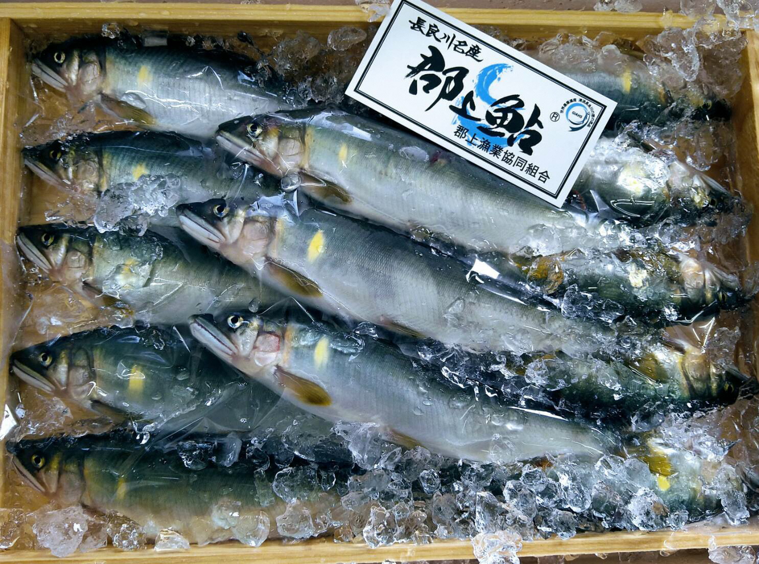 郡上鮎(冷凍 中サイズ 15尾)