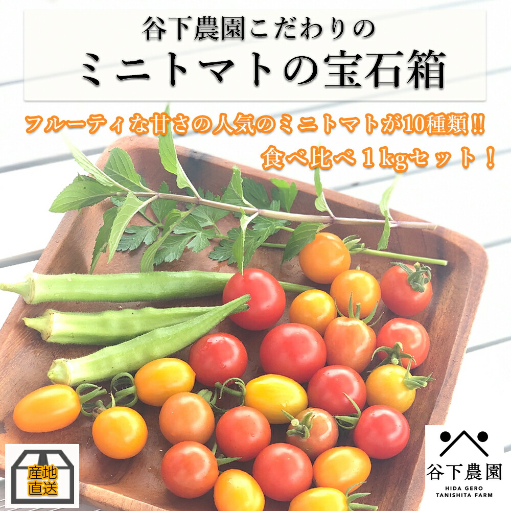 ふるさと納税 例外的育生 出身地直送 谷下プランテーションこだわりのミニトマトの宝珠覆い 食べ競り合い1kg コールコーヒー アイコイエローアイコオレンジ 期リミテーション 下呂海水浴場 特産自負心 ナポリターナ カナリア サニーナエメラルド ピッコラルージュ ほれ