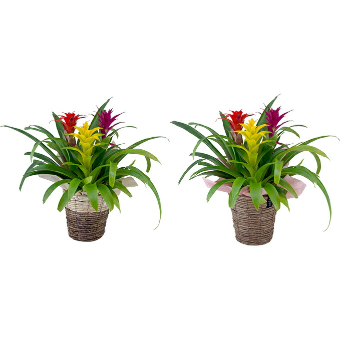 岐阜県海津市 グズマニア 花 観葉植物 インテリア 植物 グズマニア 鉢花 ナチュラルバスケット ふるさと納税 グズマニア 岐阜県海津市 ふるさと納税