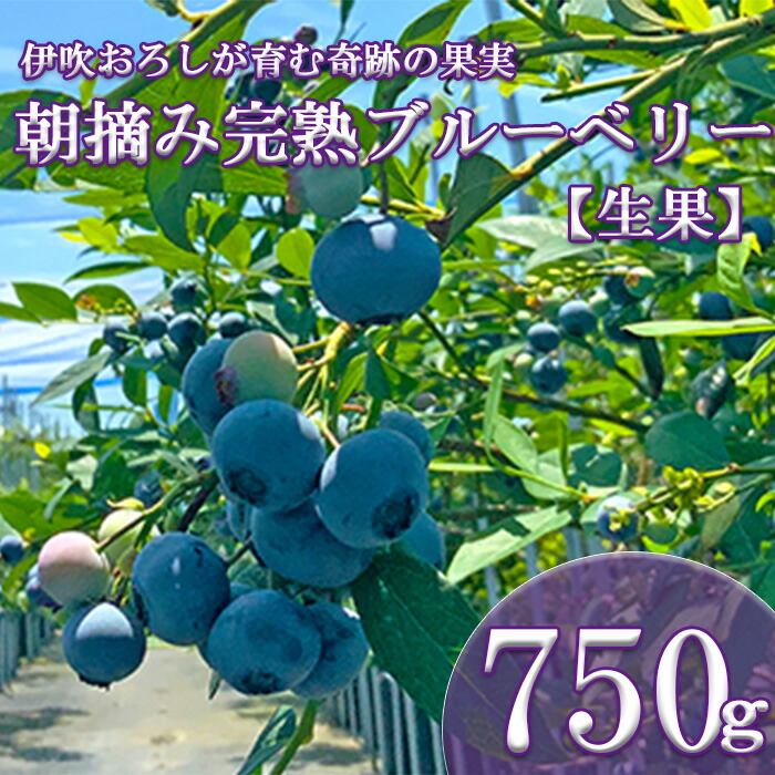 【ふるさと納税】【伊吹おろしが育む奇跡の果実】朝摘み完熟ブルーベリー 生果 750g（125g×6パック）| ブルーベリー 生果 木の実 果実 朝摘み 完熟 甘酸っぱい ジャム デザート 産地直送