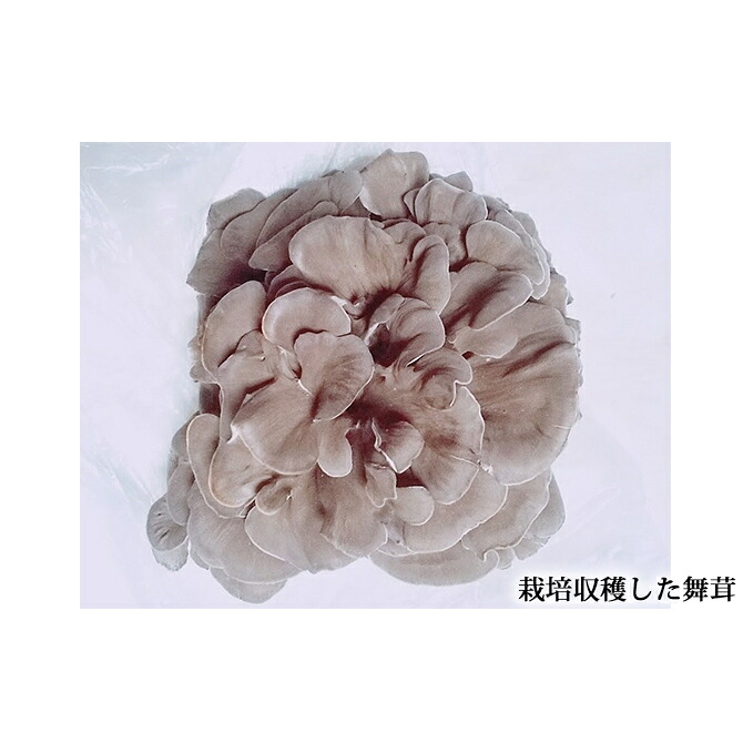 【ふるさと納税】あすかの恵　舞茸【原木菌（ほだ木）】4本セット 雑貨 日用品 　お届け：2026年6月15日～2026年6月30日