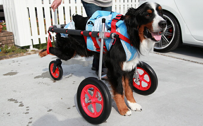 楽天市場 ふるさと納税 大型犬用三輪車椅子 背丈50 75cm 体重40キロ以下 雑貨 日用品 岐阜県池田町