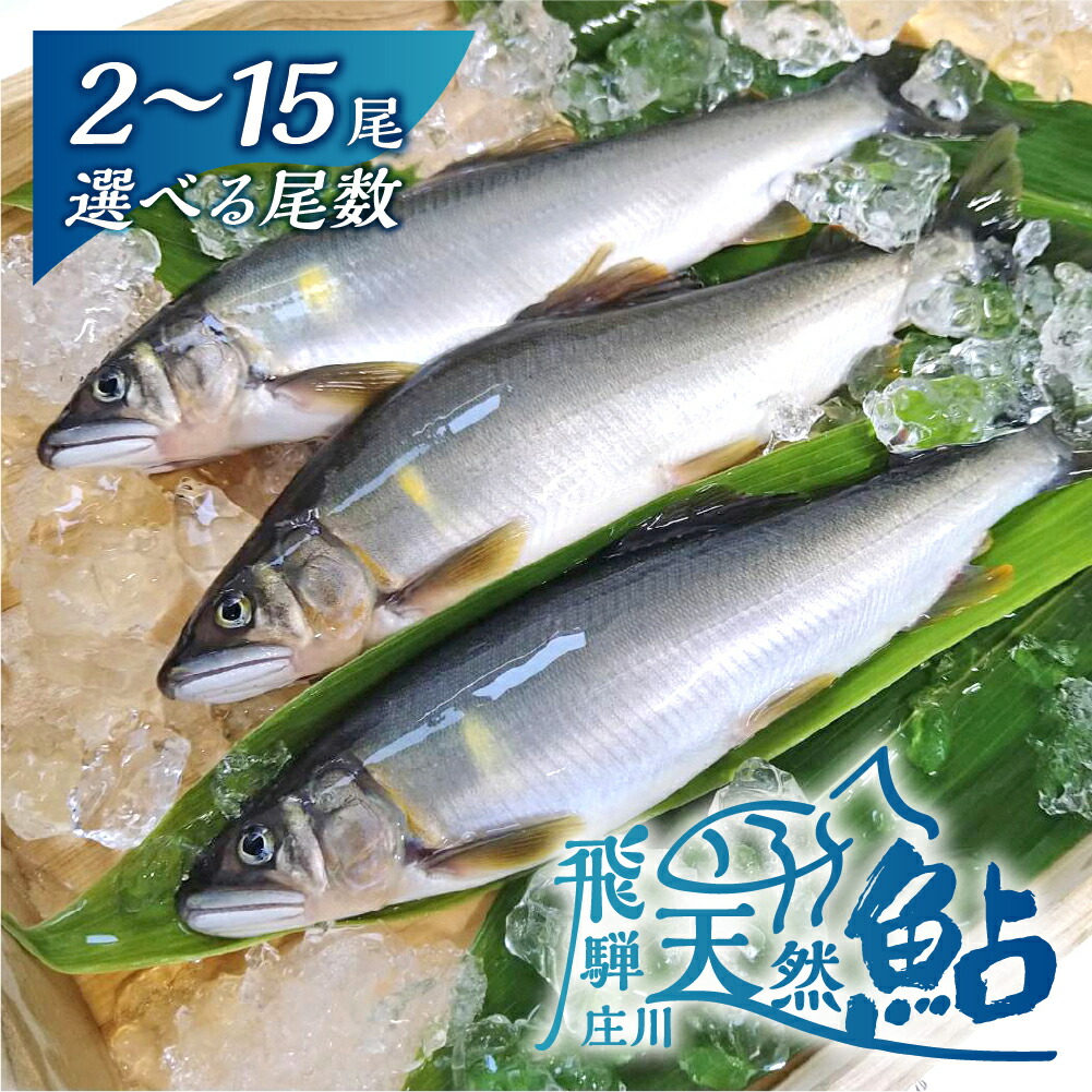 【ふるさと納税】尾数が選べる 白川村産 飛騨庄川の天然鮎 2尾 5尾 7尾 10尾 15尾 18cm以上 鮎 天然 あゆ 魚 川魚 岐阜県 白川郷 世界遺産 塩焼き BBQ 5000円 10000円 15000円 20000円 30000円