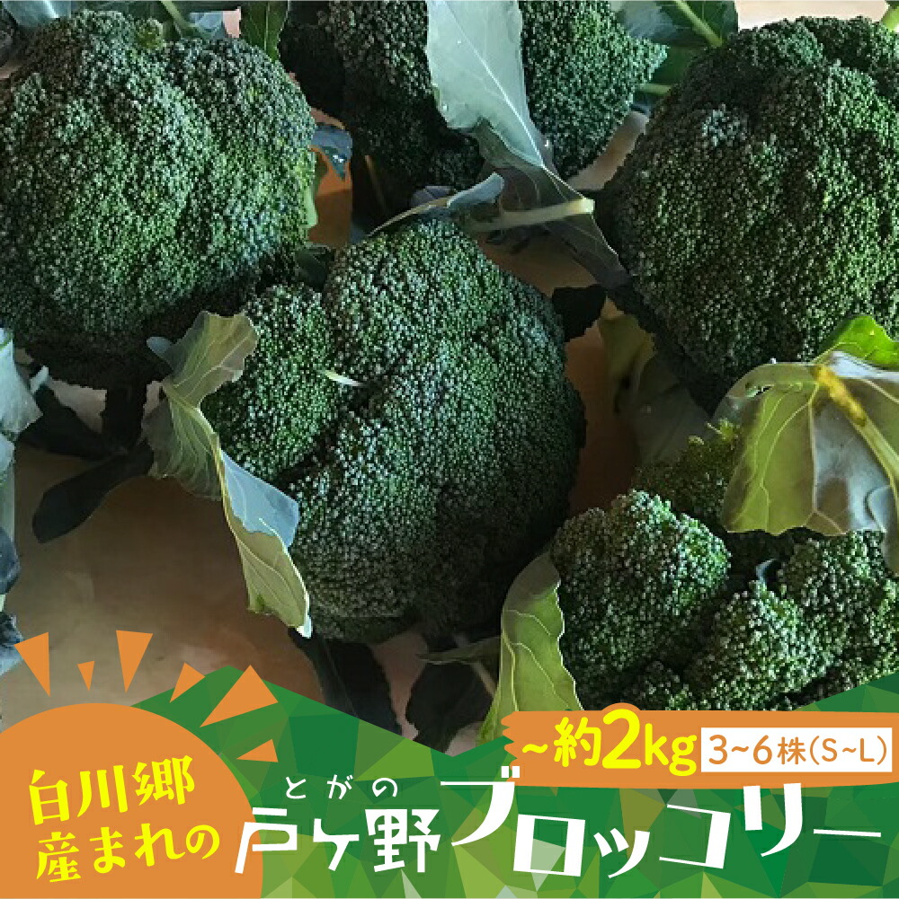 【ふるさと納税】先行予約 R7年産 戸ヶ野ブロッコリー 3～6株 S~Lサイズ サイズおまかせ のため 訳あり 訳アリ 世界遺産 白川郷 白川村産 野菜 朝採れ 農家直送 ブロッコリー 5000円 大田ファーム 産地直送 新鮮 [S737]