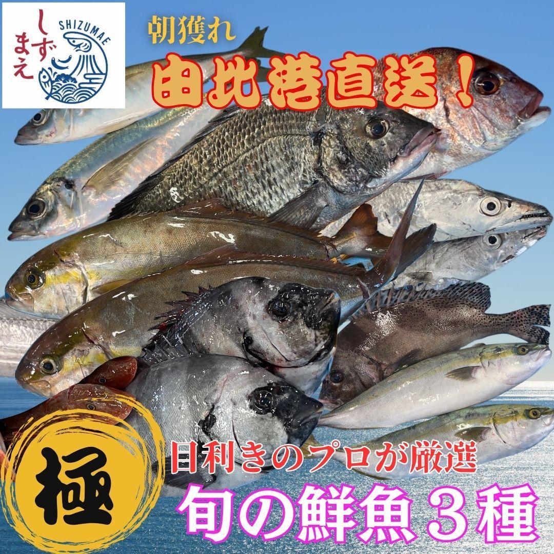 【ふるさと納税】しずまえ！［極］鮮魚ボックス(厳選3種入り)■ | 魚 お魚 さかな 食品 人気 おすすめ 送料無料