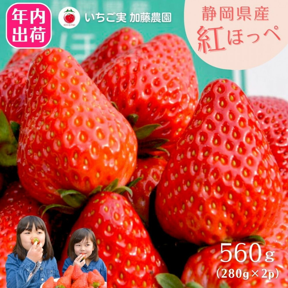 【ふるさと納税】【先行予約受付中】【年内お届け！！】静岡県産いちご 紅ほっぺ 280g×2パック（1パック12～15粒） 冷蔵配送【配送不可：北海道・沖縄・離島】 苺 フルーツ | いちご 紅ほっぺ 冷蔵 フルーツ 果物 くだもの 食品 人気 おすすめ 送料無料