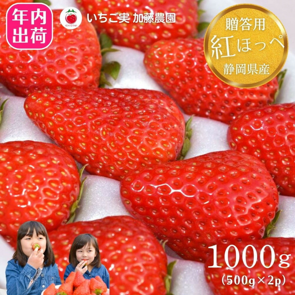 【ふるさと納税】【先行予約受付中】【年内お届け！！贈答用】 静岡県産いちご 紅ほっぺ 500g×2パック（1パック12～15粒） 冷蔵配送【配送不可：北海道・沖縄・離島】 苺 フルーツ | いちご 紅ほっぺ 冷蔵 フルーツ 果物 くだもの 食品 人気 おすすめ 送料無料