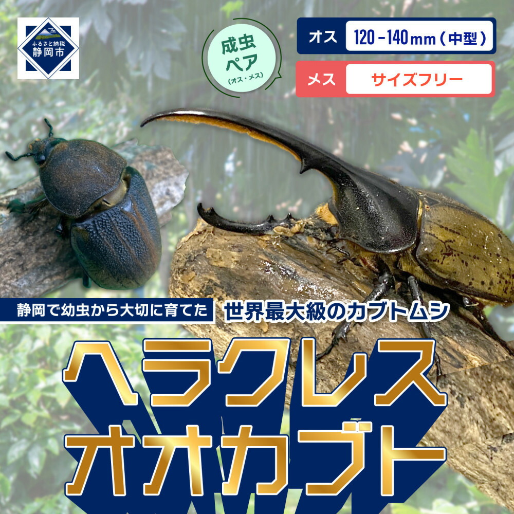 楽天市場】【ふるさと納税】期間限定 ヘラクレスオオカブト オス 120mm